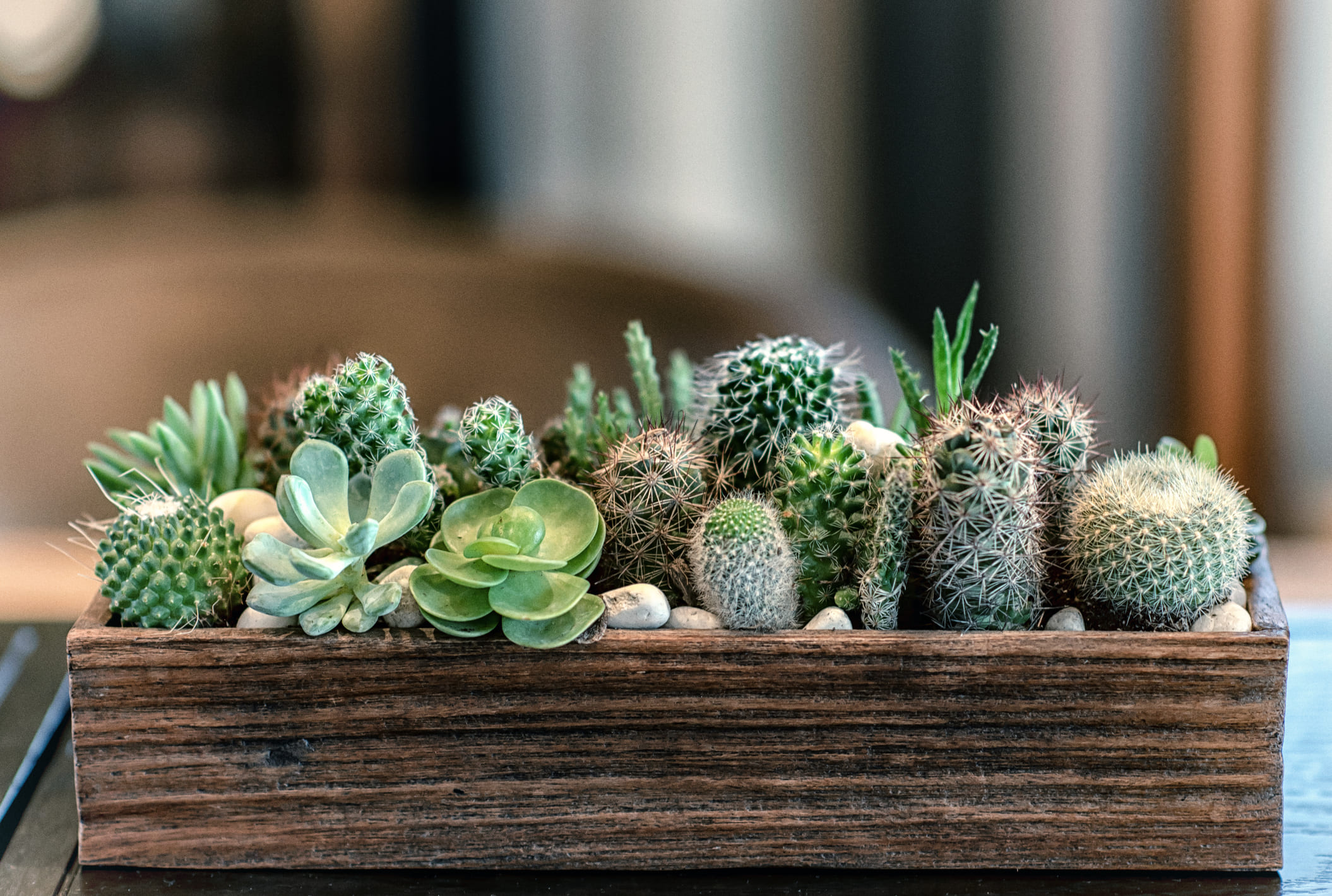 ¿Cactus de interior? ¡Sí! Y quedarán genial en tu casa